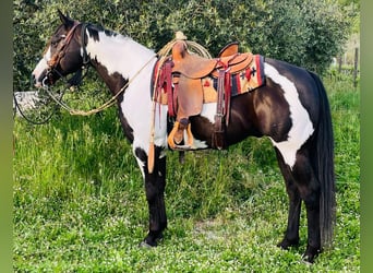Paint Horse, Ruin, 9 Jaar, Overo-alle-kleuren