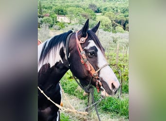 Paint Horse, Ruin, 9 Jaar, Overo-alle-kleuren