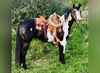 Paint Horse, Ruin, 9 Jaar, Overo-alle-kleuren
