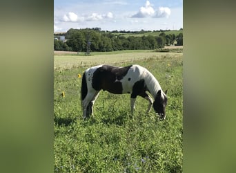 Paint Horse, Semental, 14 años, 148 cm, Tobiano-todas las-capas