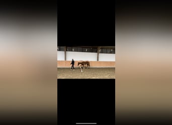 Paint Horse, Semental, 1 año, 130 cm, Alazán