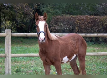Paint Horse, Semental, 1 año, 130 cm, Alazán