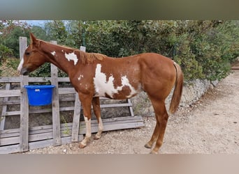 Paint Horse, Semental, 1 año, 135 cm, Overo-todas las-capas