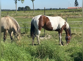 Paint Horse, Semental, 1 año, 140 cm, Pío