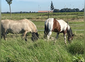 Paint Horse, Semental, 1 año, 140 cm, Pío
