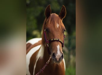 Paint Horse, Semental, 1 año, 140 cm, Tobiano-todas las-capas