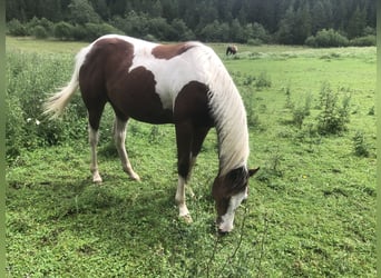 Paint Horse, Semental, 1 año, 145 cm, Castaño rojizo
