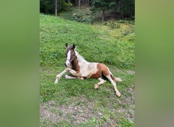 Paint Horse Mestizo, Semental, 1 año, 150 cm