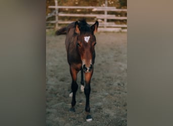 Paint Horse, Semental, 1 año, 150 cm, Castaño
