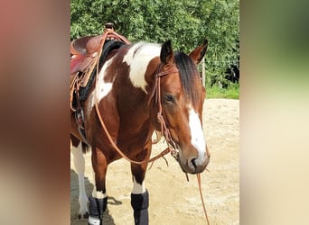 Paint Horse, Semental, 1 año, 150 cm, Castaño oscuro