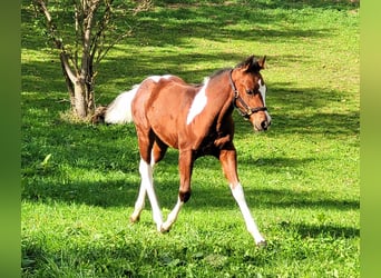 Paint Horse, Semental, 1 año, 150 cm, Castaño oscuro