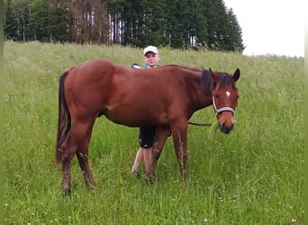 Paint Horse, Semental, 1 año, 150 cm, Castaño