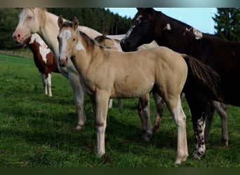 Paint Horse, Semental, 1 año, 150 cm, Champán
