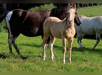 Paint Horse, Semental, 1 año, 150 cm, Champán