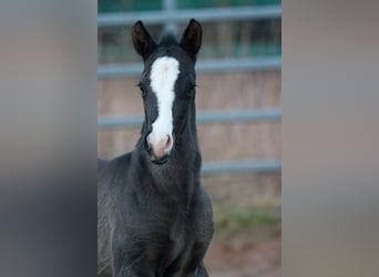 Paint Horse, Semental, 1 año, 150 cm, Negro