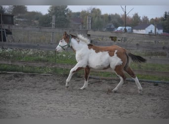 Paint Horse, Semental, 1 año, 150 cm, Overo-todas las-capas