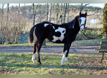 Paint Horse, Semental, 1 año, 150 cm, Overo-todas las-capas
