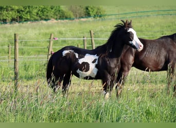 Paint Horse, Semental, 1 año, 150 cm, Overo-todas las-capas