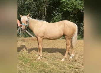 Paint Horse, Semental, 1 año, 150 cm, Palomino