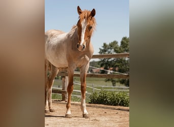 Paint Horse, Semental, 1 año, 150 cm, Ruano alazán
