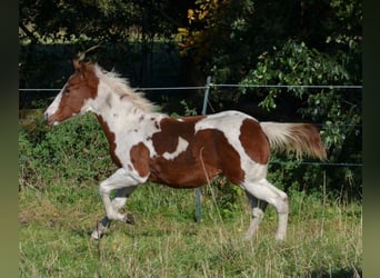 Paint Horse, Semental, 1 año, 150 cm, Tobiano-todas las-capas