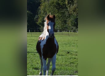 Paint Horse, Semental, 1 año, 150 cm, Tobiano-todas las-capas