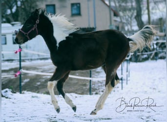 Paint Horse, Semental, 1 año, 150 cm, Tobiano-todas las-capas