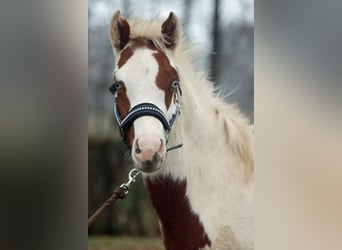 Paint Horse, Semental, 1 año, 150 cm, Tovero-todas las-capas