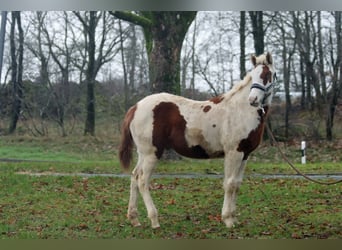 Paint Horse, Semental, 1 año, 150 cm, Tovero-todas las-capas