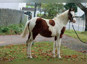 Paint Horse, Semental, 1 año, 150 cm, Tovero-todas las-capas
