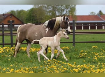 Paint Horse, Semental, 1 año, 150 cm