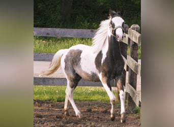 Paint Horse, Semental, 1 año, 151 cm, Tovero-todas las-capas