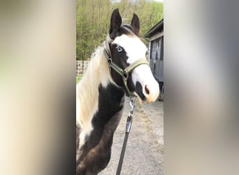 Paint Horse, Semental, 1 año, 151 cm, Tovero-todas las-capas