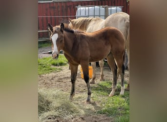 Paint Horse, Semental, 1 año, 152 cm, Buckskin/Bayo