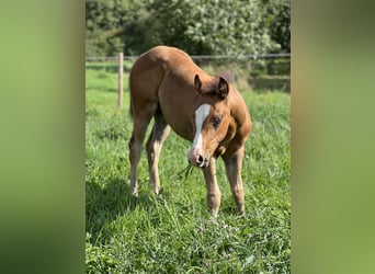 Paint Horse, Semental, 1 año, 152 cm, Buckskin/Bayo