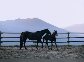 Paint Horse, Semental, 1 año, 152 cm, Castaño