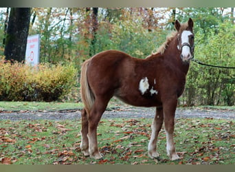 Paint Horse Mestizo, Semental, 1 año, 152 cm, Overo-todas las-capas