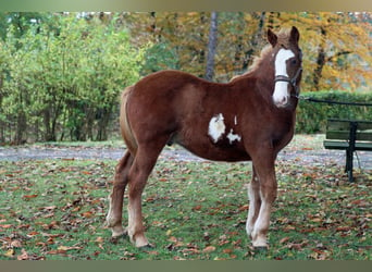 Paint Horse Mestizo, Semental, 1 año, 152 cm, Overo-todas las-capas