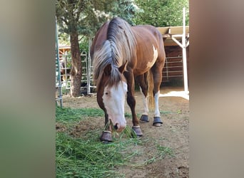 Paint Horse, Semental, 1 año, 152 cm, Pío