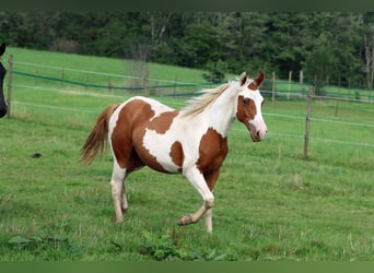 Paint Horse, Semental, 1 año, 152 cm, Tovero-todas las-capas