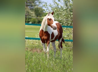 Paint Horse, Semental, 1 año, 152 cm, Tovero-todas las-capas