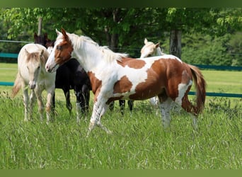 Paint Horse, Semental, 1 año, 152 cm, Tovero-todas las-capas