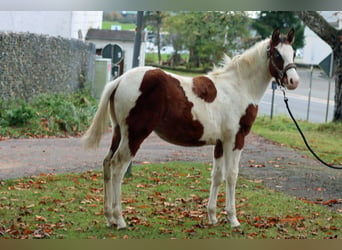 Paint Horse, Semental, 1 año, 152 cm, Tovero-todas las-capas