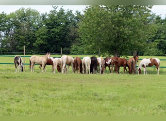 Paint Horse, Semental, 1 año, 152 cm, Tovero-todas las-capas