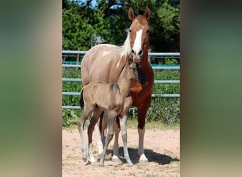 Paint Horse, Semental, 1 año, 153 cm, Grullo