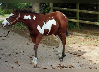 Paint Horse, Semental, 1 año, 153 cm, Overo-todas las-capas