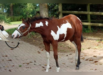 Paint Horse, Semental, 1 año, 153 cm, Overo-todas las-capas