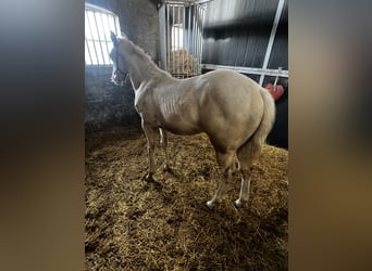 Paint Horse, Semental, 1 año, 153 cm, Perlino