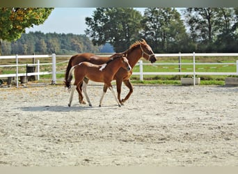 Paint Horse, Semental, 1 año, 153 cm, Pío
