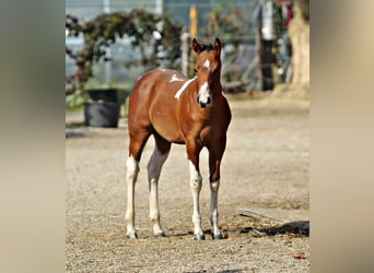 Paint Horse, Semental, 1 año, 153 cm, Pío